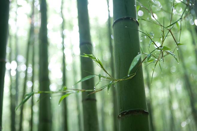대나무가 혈당 조절, 염증 퇴치, 장 건강 개선 효과를 낸다는 분석이 나왔다. /사진=클립아트코리아