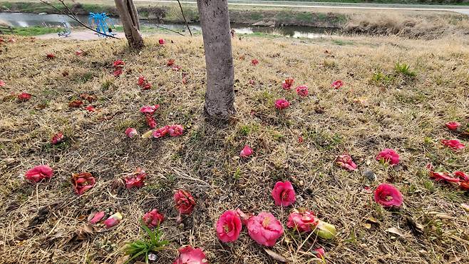 통꽃으로 낙화한 동백꽃.  호밀밭 제공