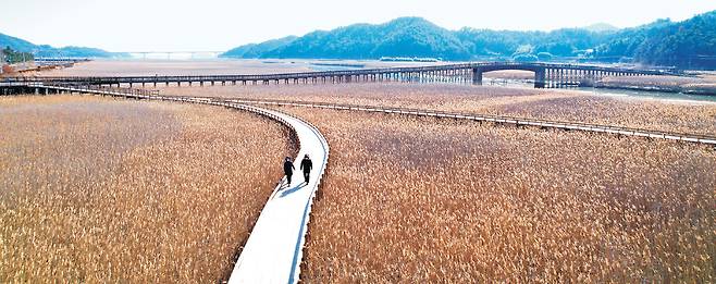 중도방죽 주변의 광활한 습지와 갈대밭. 오후 나절에 해가 비껴들 무렵의 경관이 가장 좋다.