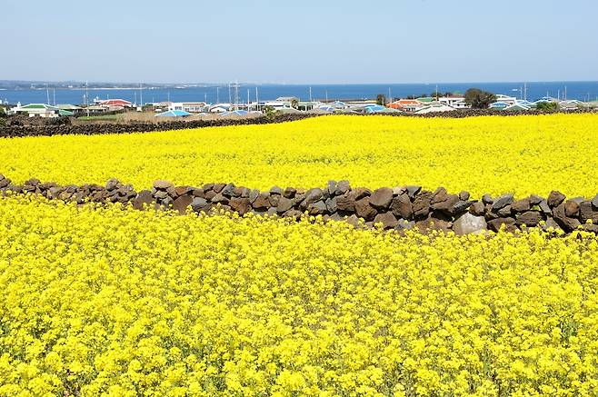 제주 유채는 1월부터 피기 시작한다. 사진은 이른봄 가파도 풍경