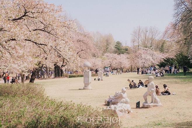 서울어린이대공원 벚꽃 /사진=서울시설공단