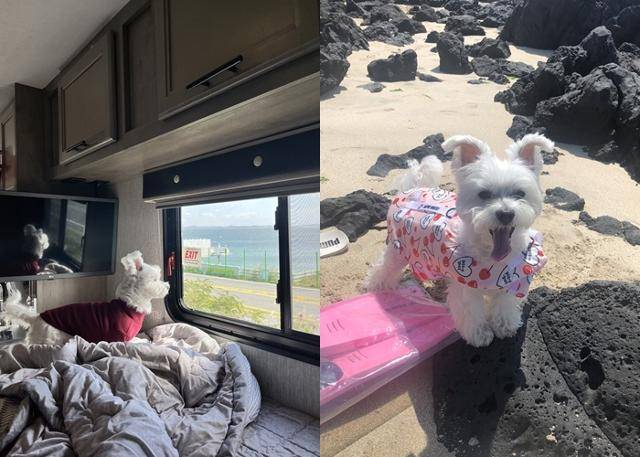 : 온통 새로운 냄새에 신났던 하루야, 그런데 행복해하는 누나, 형아와 함께하는 게 제일 좋았개! 보호자 제공