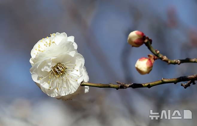 [부산=뉴시스] 하경민 기자 = 포근한 날씨를 보인 16일 부산 남구 동명대학교에서 '봄의 전령' 매화가 꽃망울을 터트려 눈길을 사로잡고 있다. 2026.01.16. yulnetphoto@newsis.com