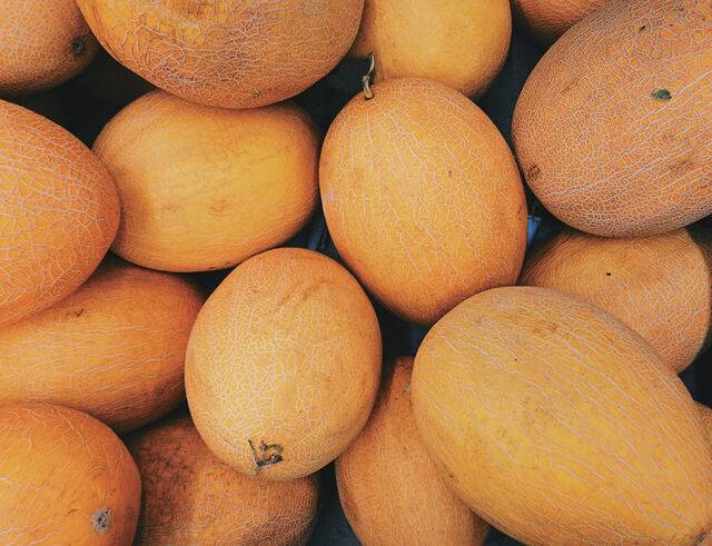 듸냐는 품종이 다양한데 국내에는 대과종과 중과종이 도입됐다.