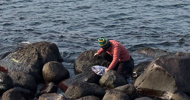 지난 15일 오후, 울릉군 북면 천부리의 해안가에서 한 아낙네가 돌김을 뜯고 있다. /황진영 기자