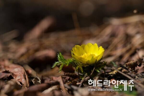 제주에서 첫 개화한 세복수초. (사진=산림청 국립산림과학원)