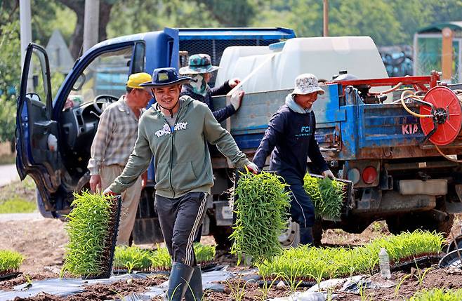 2025년 6월 충북 괴산군 연풍면 한 농가에서 캄보디아 출신 계절근로자들이 옥수수 파종 작업을 하고 있다. (사진=괴산군 제공) *재판매 및 DB 금지