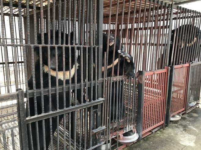 2026년 1월1일부터 사육곰 산업이 불법화될 예정이지만, 남아 있는 곰을 수용할 시설은 턱없이 부족하다. ⓒ최태규 제공