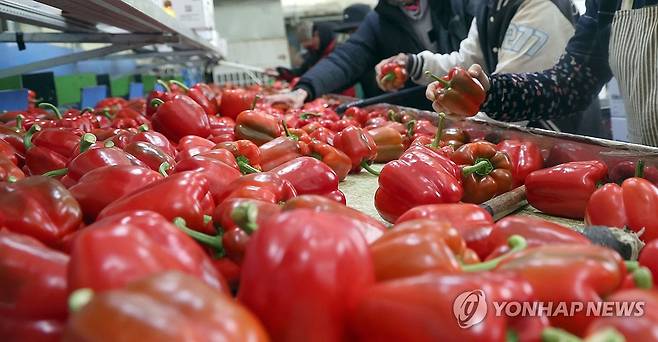 파프리카 빨갛다 (창녕=연합뉴스 자료사진) 김동민 기자 = 20일 경남 창녕군 대지면 한 파프리카 농가에서 일본 오사카 지역으로 수출할 파프리카 선별 작업이 진행 중이다. 
    창녕군은 풍부한 일조량 덕에 파프리카 식감이 아삭하고, 달곰한 특징이 있다. 한해 800t가량을 일본 오사카로 수출한다. 2025.2.20 image@yna.co.kr