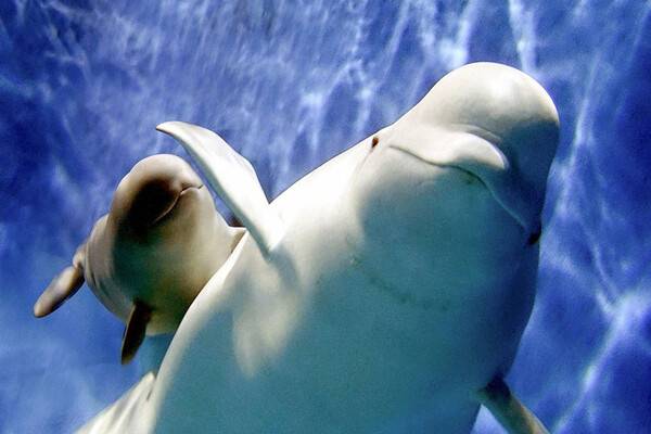 여수 아쿠아플래닛 내 벨루가. X 갈무리