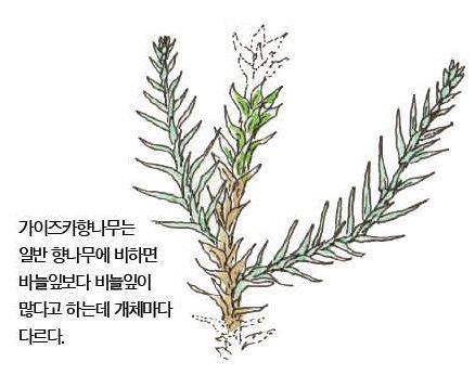 우리 주변 식물들의 비밀 이야기 70 가이즈카향나무