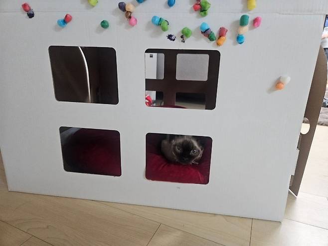 출처=네이버 카페' 고양이라서 다행이야'