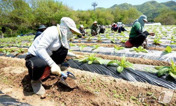농사일을 하고 있는 외국인 계절근로자.