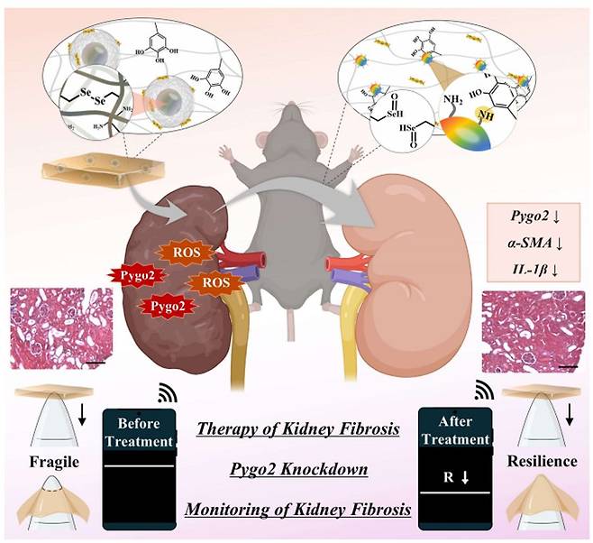 원광대 JABA대학원 진은정 교수 연구팀 연구 관련 자료사진. 원광대 제공