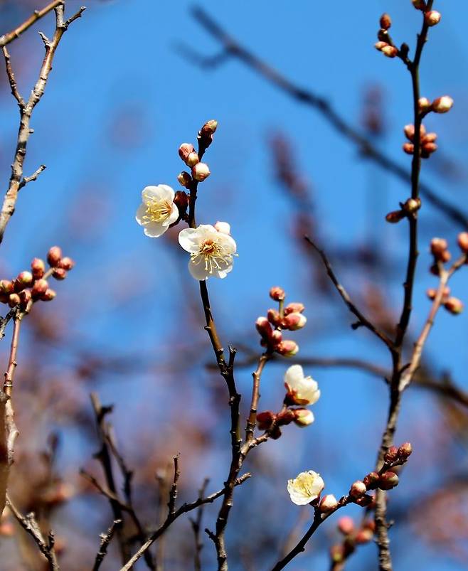 [광양=뉴시스] 19일 전남 광양시 소학정 매화가 전국에서 가장 먼저 개화하며 이른 봄의 시작을 알리고 있다. (사진=광양시 제공) 2026.01.19. photo@newsis.com *재판매 및 DB 금지
