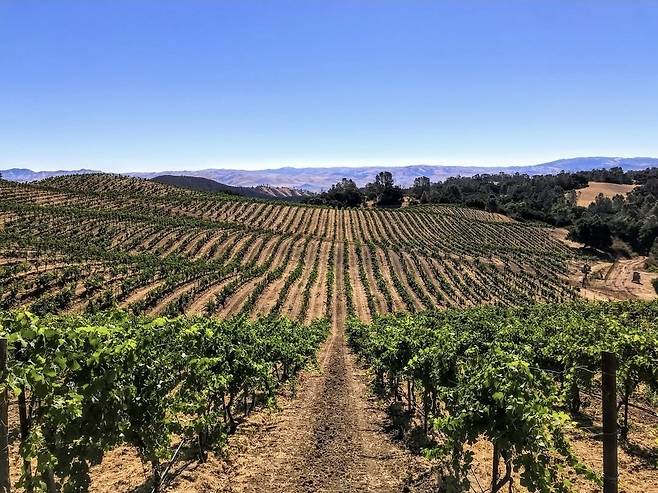 칼레라 밀스 빈야드. 인스타그램