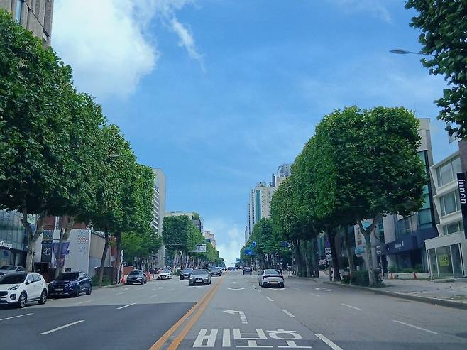 양버즘나무가 가로수로 조성된 강남구 삼성로 [서울시 제공. 재판매 및 DB 금지]