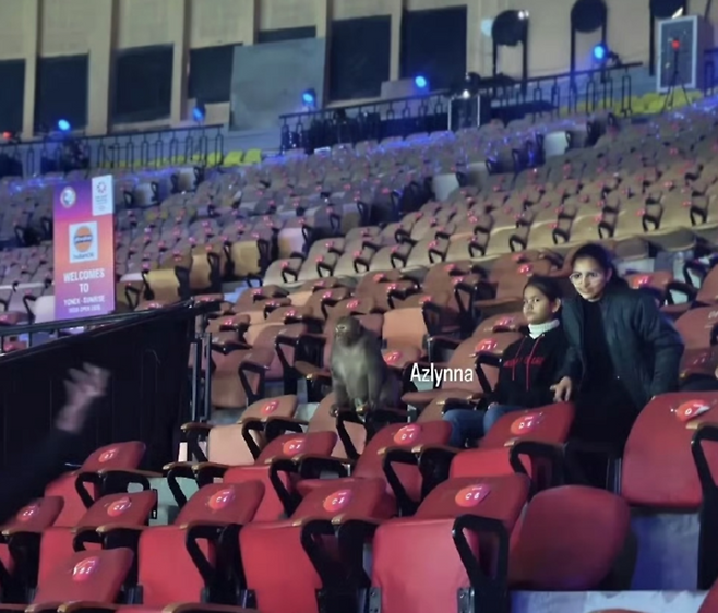 관중석에서 포착된 원숭이