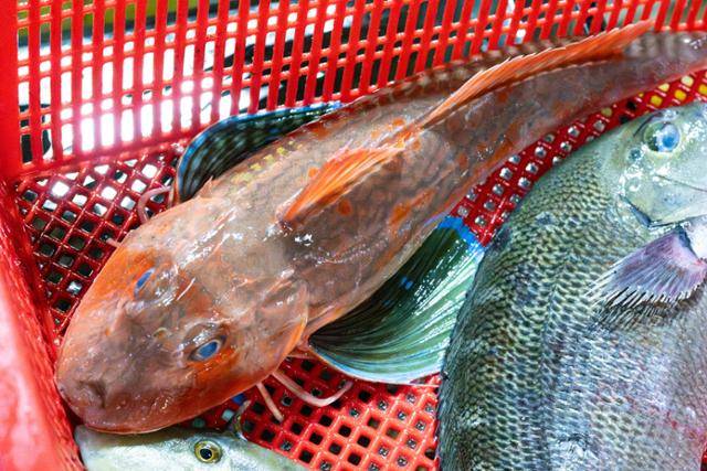 강원 속초시 속초관광수산시장의 성대. 이국적인 외형이 눈에 띄지만 토속 어종이다.