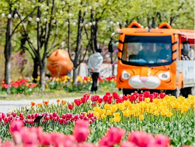 국립백두대간수목원의 튤립과 호랑이트램. 한국수목원정원관리원
