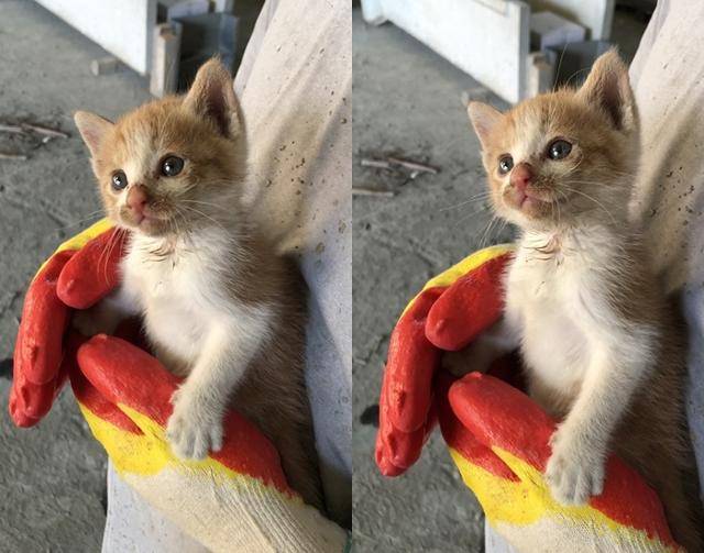 구 삐약 현 뽀야의 아깽이 시절이에요. 보호자 제공