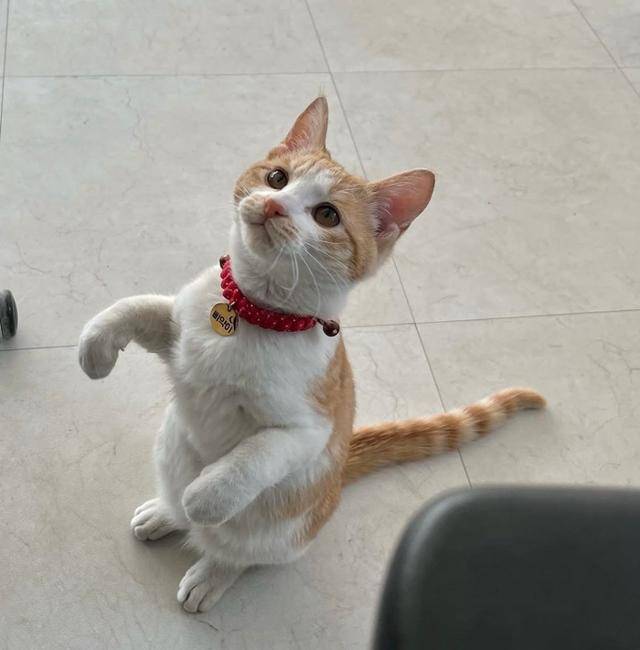 아깽이 시절 뽀야의 애교 타임!