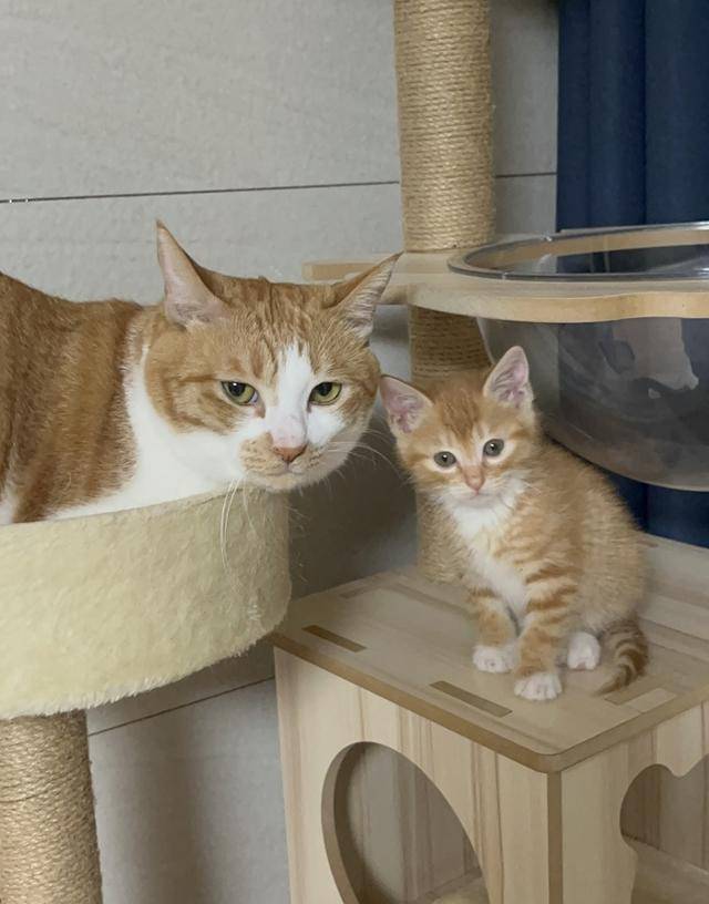 묘생샷 건진 집사에게 칭찬을! 보호자 제공