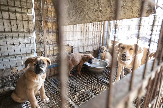 한국 휴메인 월드 포 애니멀즈가 개농장에서 구조한 구조견.[한국 휴메인 월드 포 애니멀즈 제공]