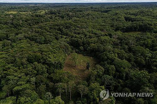 콜롬비아 코카 잎 재배 농가 전경 [AP=연합뉴스 자료사진 제공]