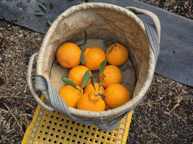 ‘제주 김기동 농가’에서 수확된 써니트 한라봉의 모습. 이용성 기자