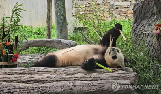 쓰촨성 판다기지에서 대중에 공개된 푸바오 〈사진=연합뉴스〉