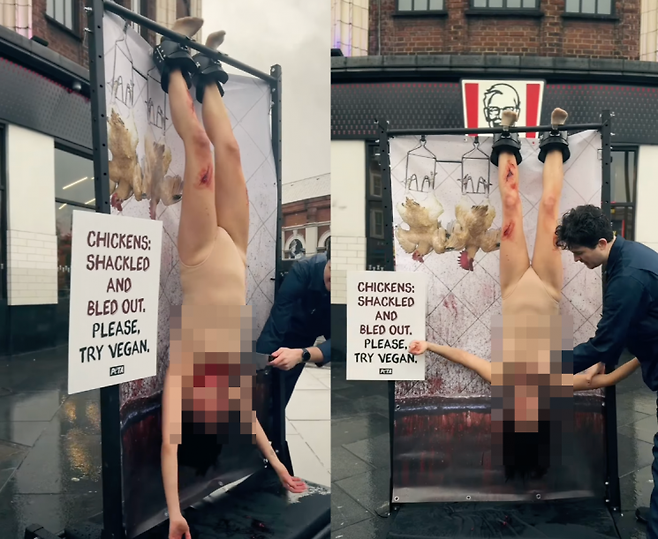 런던 도심 KFC 앞에서 식용 닭의 도축 방식을 모방하는 동물보호단체 페타(PETA) 소속 운동가들. 페타UK 인스타그램
