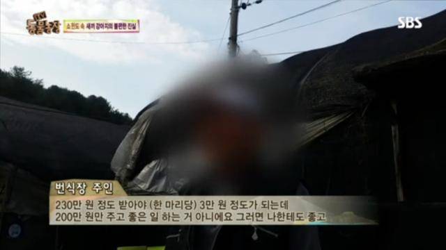 지난 2015년 구조된 강아지 공장의 주인은 구조되기 직전까지도 돈을 요구했다. SBS TV동물농장 캡처