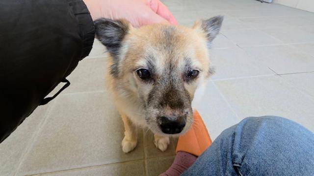 단호박은 평소 '꼬리 숨숨이'로 불릴 정도로 낯을 가렸다. 촬영 당일에도 뒷조사 전담팀의 손길을 애써 피하려는 단호박의 모습. 동그람이 정진욱