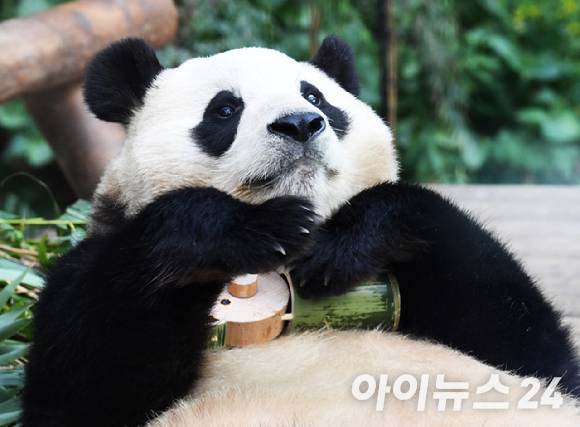 푸바오가 일반 관람객들을 만나는 마지막 날, 용인 에버랜드 판다월드 실내 방사장에서 푸바오가  강철원, 송영관 사육사가 선물한 대나무 인형을 안고 있다. [사진=사진공동취재단]