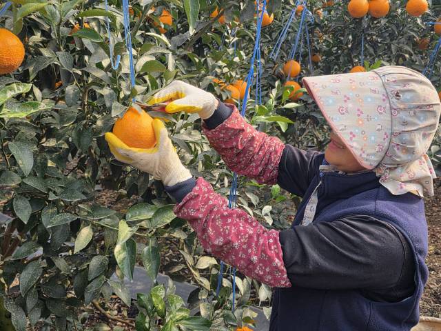 이달 20일 ‘제주 김기동 농가’ 직원이 써니트 한라봉을 수확하는 모습. 이용성 기자