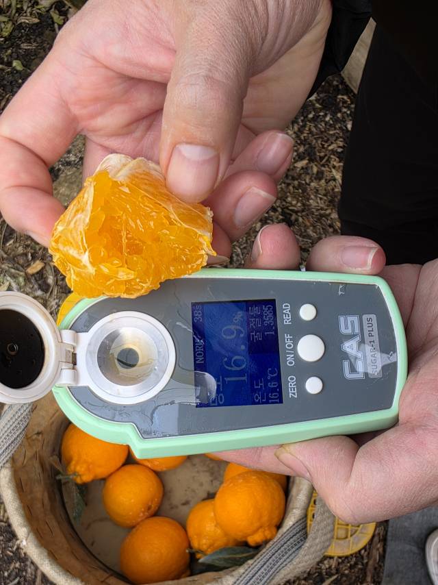 20일 ‘제주 김기동 농가’에서 수확된 써니트 한라봉의 당도를 체크하고 있다. 화면에는 16.9가 표시돼 있다.이용성 기자