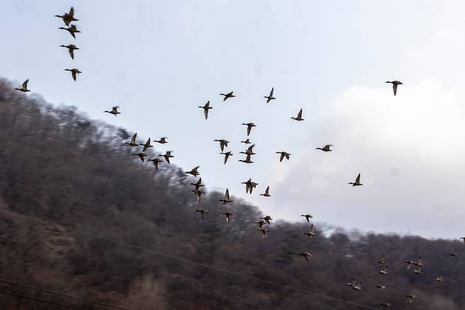 김용택 시인의 집 앞으로 날아가던 철새 무리. 겨울마다 새로운 새들이 찾아와 매년 새로운 즐거움을 선사한다. / 이신영 영상미디어 기자