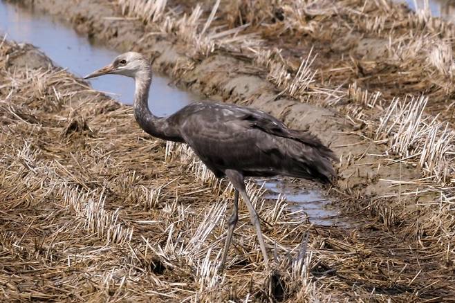 흑두루미. 위키미디어 제공