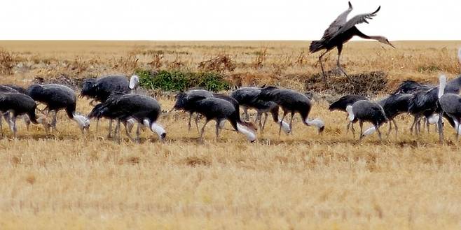 논에서 먹이 활동하는 흑두루미의 모습. 순천시청 제공