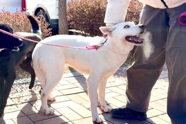 20일, 인천 중구 인천국제공항 물류단지에서 출국을 앞두고 대기하던 구조견 '스텔라'가 잠시 산책을 하고 있다. 동그람이 정진욱