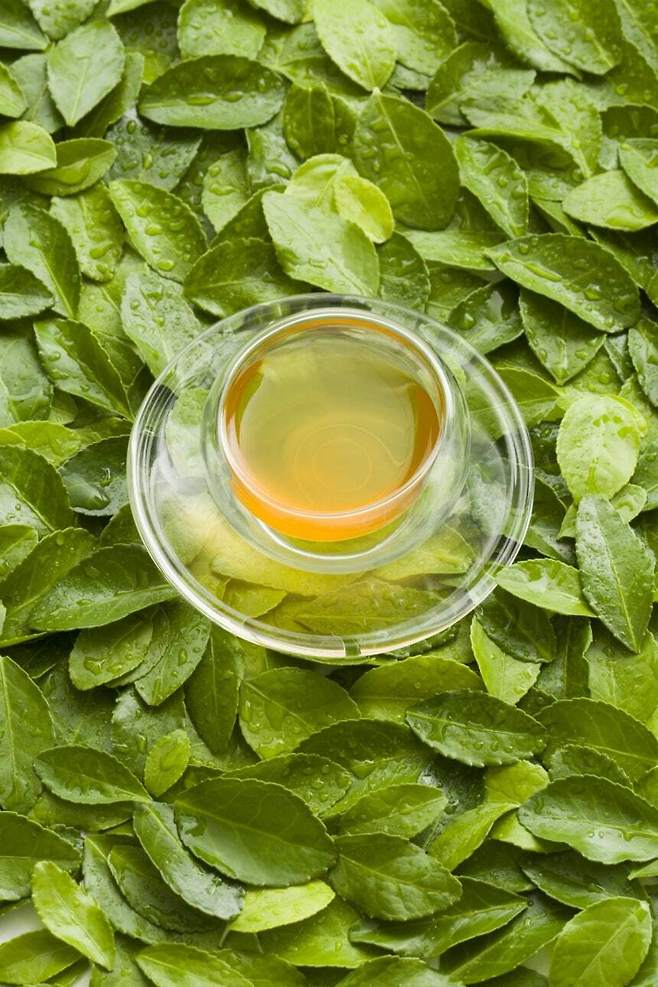 녹차. 게티이미지뱅크