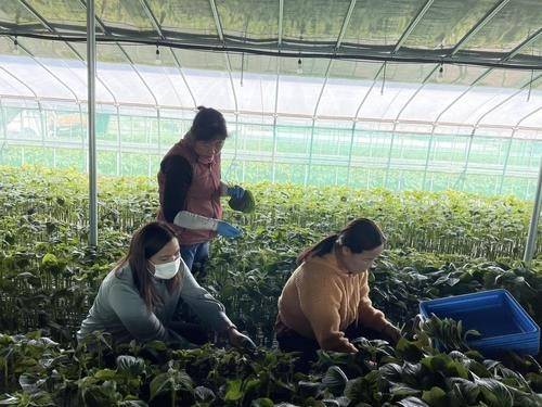 깻잎 수확하는 경남지역 한 농가 계절근로자 [연합뉴스 자료 사진]