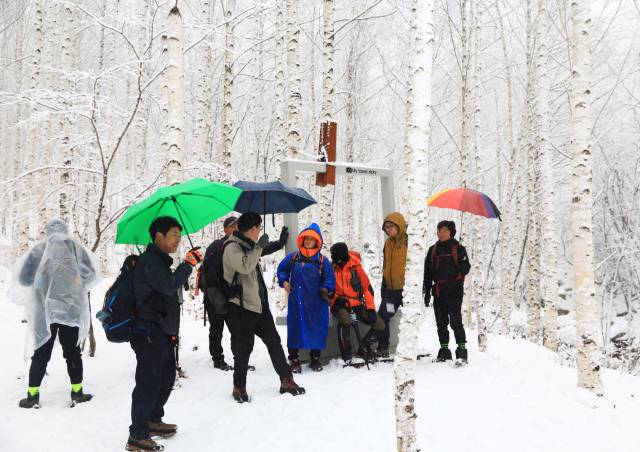영양 자작나무숲의 겨울 모습은 흰 수피와 흰 눈이 어우러져 몽환적인 설국을 연상케 한다. 한국이 아닌 듯한 이국적인 모습에 매료돼 많은 방문객의 발길이 이어지고 있다. 영양군 제공
