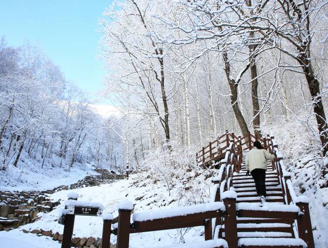 영양 자작나무숲의 겨울 모습은 흰 수피와 흰 눈이 어우러져 몽환적인 설국을 연상케 한다. 한국이 아닌 듯한 이국적인 모습에 매료돼 많은 방문객의 발길이 이어지고 있다. 영양군 제공