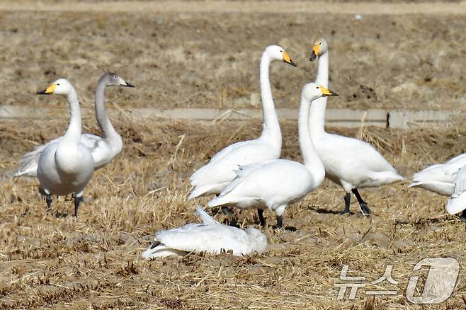 25일 경북 포항시 북구 흥해읍 들녘에서 쳔연기념물 201-2호이자 멸종위기야생생물 II급인 큰고니가 한마리가 죽은 채 발견됐다. 신고를 받은 포항시는 사체를 수거해 고병원성 조류독감(H5N1)감염 여부 등 역학조사에 착수했다. ⓒ News1 최창호 기자