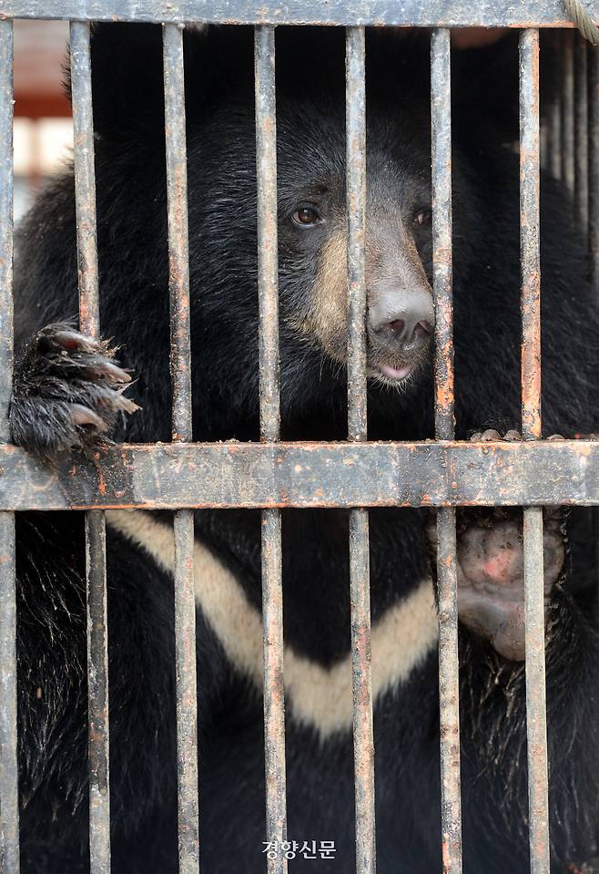 철창에 갇혀 있는 사육곰. 경향신문 자료사진