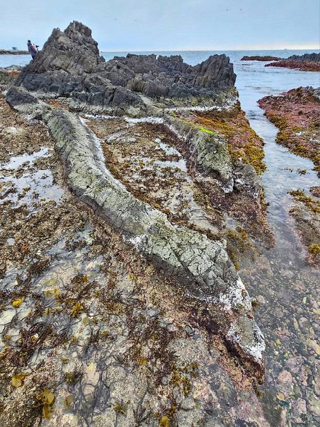 구룡포 주상절리. (사진= 김영복 연구가)