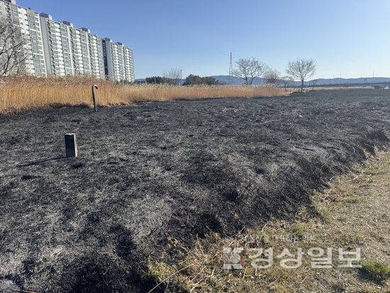 ▲ 25일 화재가 발생한 울산 북구 명촌 억새군락지 일대가 불에 타 검게 그을린 채 잿더미로 남아 있다.