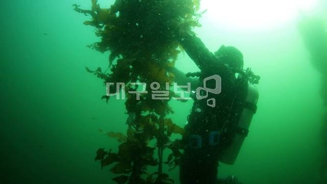 본보 해양특별취재팀이 경북 포항시 호미곶면 강사리 해역에서 풍성하게 자라난 해조류 군락을 살피고 있다. 해양특별취재팀